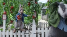比得兔2：汤米偷西红柿，还在衣服里藏厉害多，惊呆了