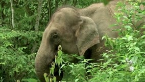  政府设立亚洲象自然保护区，20多年间，野象数量增加了一倍 (2021) 日本語字幕 英語吹き替え