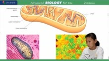 P72 Mitochondria 常荣讲大学高等生物Advanced BIOLOGY OXFORD