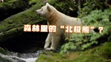 倒霉熊本熊！棕熊得了白化病，被同一组织认成北极熊多次送往北极