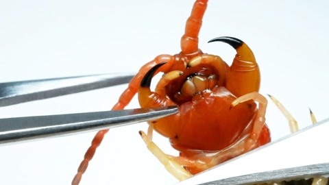 螳螂实验 蟑螂实验 各类昆虫pk 被割掉毒牙的蜈蚣