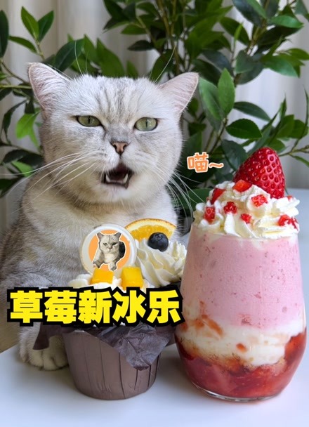 料理猫王做饮料图片