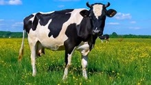 动物世界 第2季 第3集 奶牛