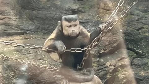 动物园惊现国字脸猴子