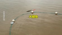 小伙50米拖网圈黄河，一网上来扑棱乱撞，拉出黄河大鲤鱼高兴坏了