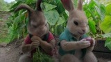 《比得兔》一进菜园子，小兔子们暴露本性，秒变吃货疯狂啃萝卜