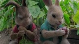 《比得兔》小兔子进了菜园子，瞬间暴露吃货本性，全在疯狂啃萝卜
