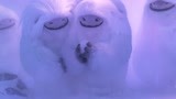 雪人奇缘：大毛到家了，找到了自己的父母，要分别了