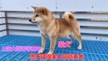 帮上海大哥寻得精品柴犬，“拯救”它脱离繁育命运！不枉苦等两年