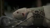 异星觉醒：外星生物瞬间绞杀小白鼠，过程太残酷