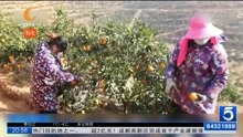 湖南: 多地脐橙迎丰收 果农采摘销售忙