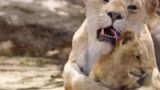 《狮子王》：妈妈用舌头帮小辛巴洗澡，满满的爱意，太干净了！