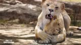 狮子王：狮子妈妈用舌头帮小辛巴洗澡，这就是母爱！