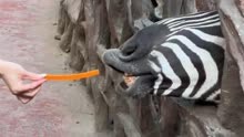 女子动物园喂斑马，害怕被咬不敢伸手喂，不是所有的努力都会成功