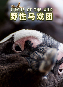 野性马戏团中字