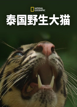 泰国野生大猫}