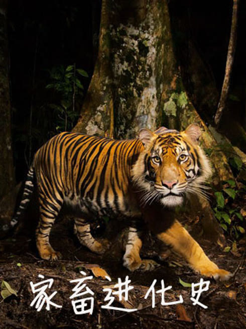 Watch the latest 家畜进化史 online with English subtitle for free English Subtitle