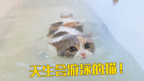 天生会游泳的猫也太酷了吧！