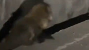 网友路边偶遇一只小浣熊，按喇叭打招呼结果被吓掉进沟里